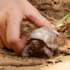 Tortue géante