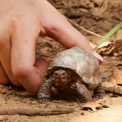 Tortue géante